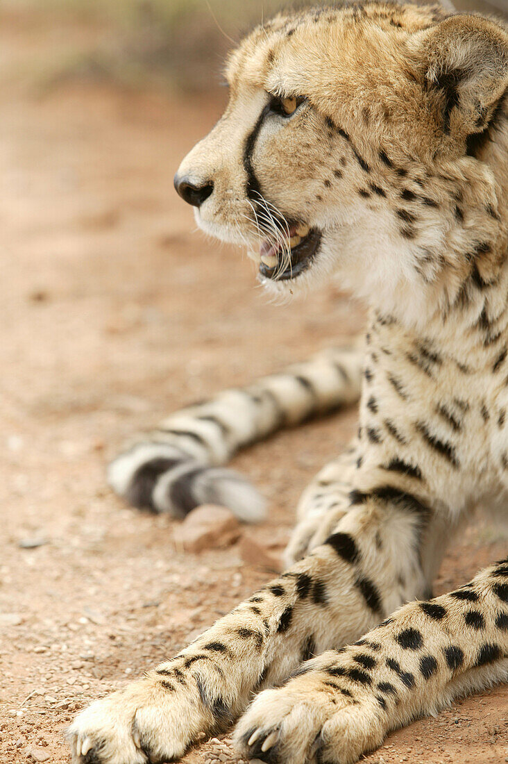 Cheetah, Daniells Cheetah breeding farm near Uitenhage, Eastern Cape, South Africa, Africa
