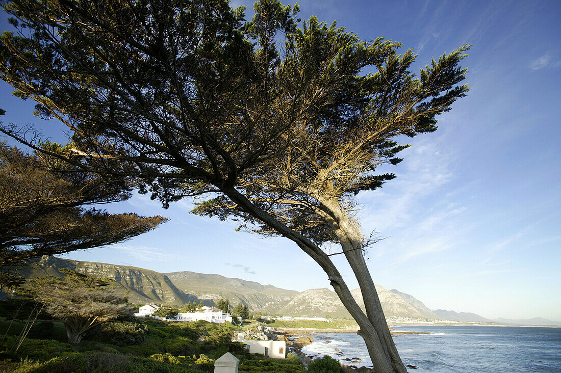 Hermanus, Westkap, Südafrika