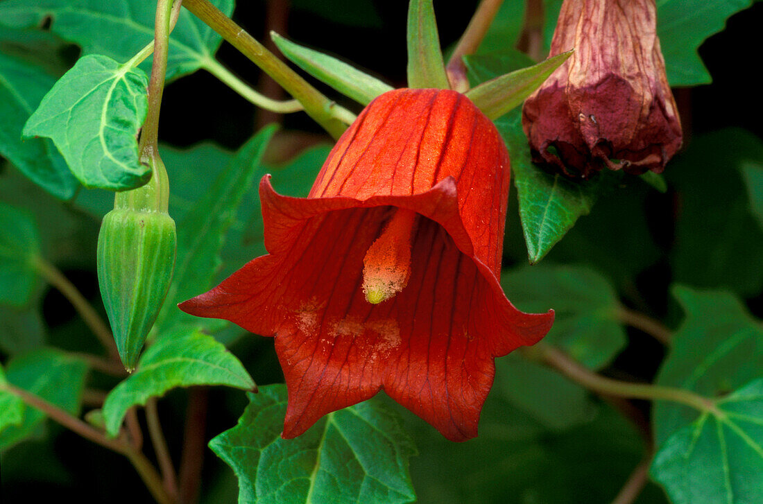 Canary Island bellflower, Canarina canariensis, Canary Islands, Spain