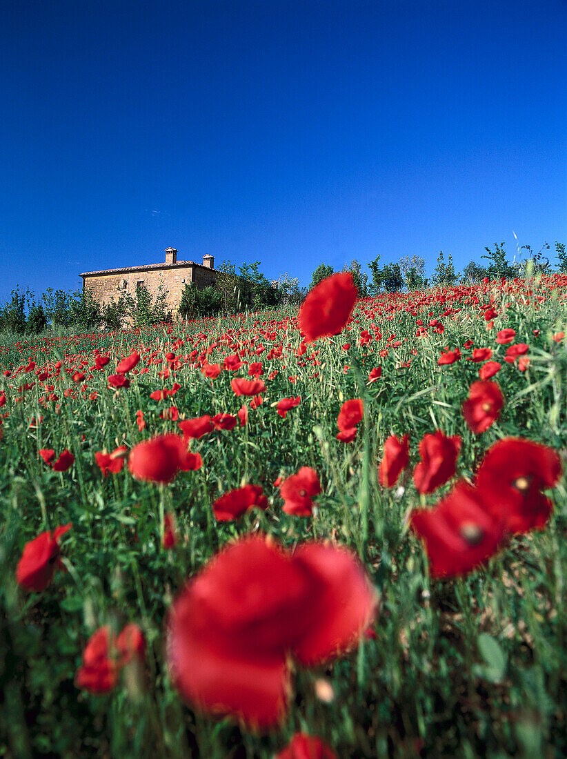 Poppies and a farmhouse, Tuscany, Italy