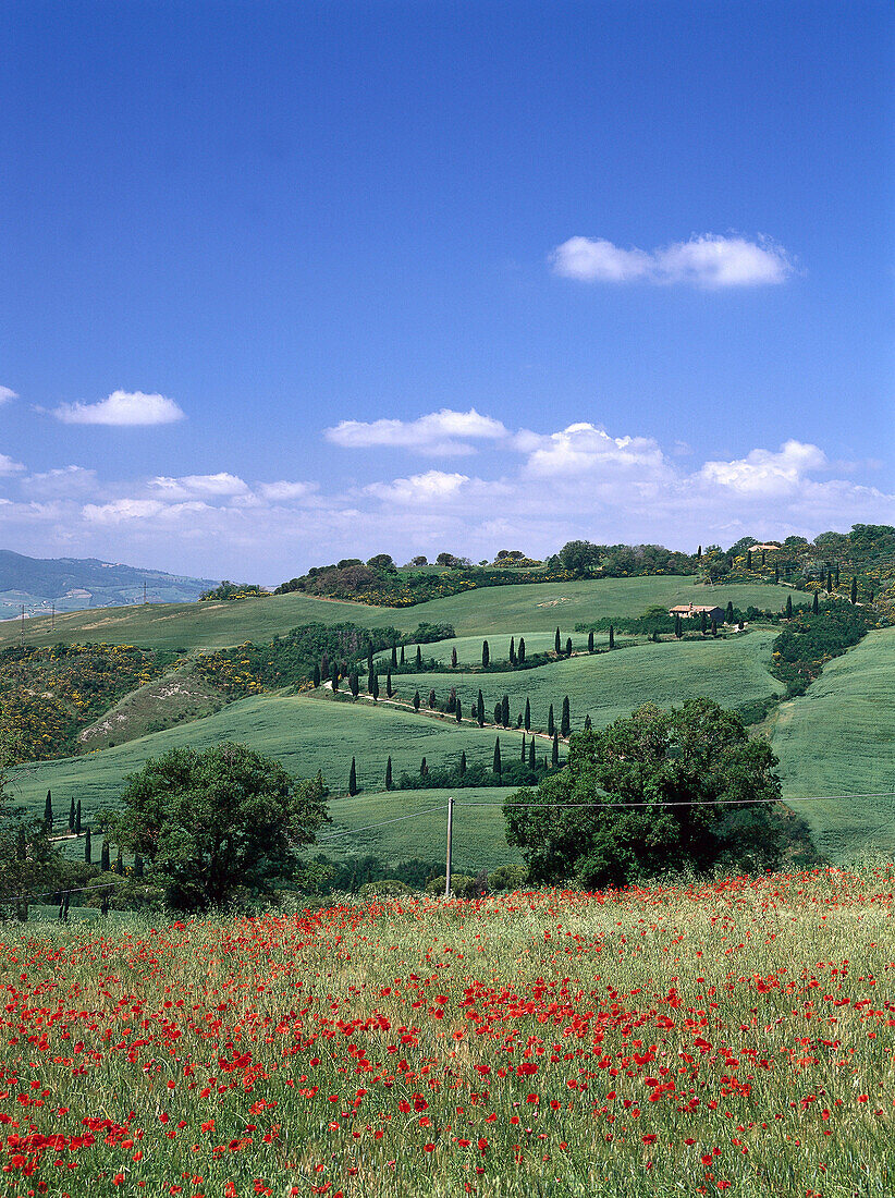 Flower meadow near La Foce, Chianciano Terme, Tuscany, Italy