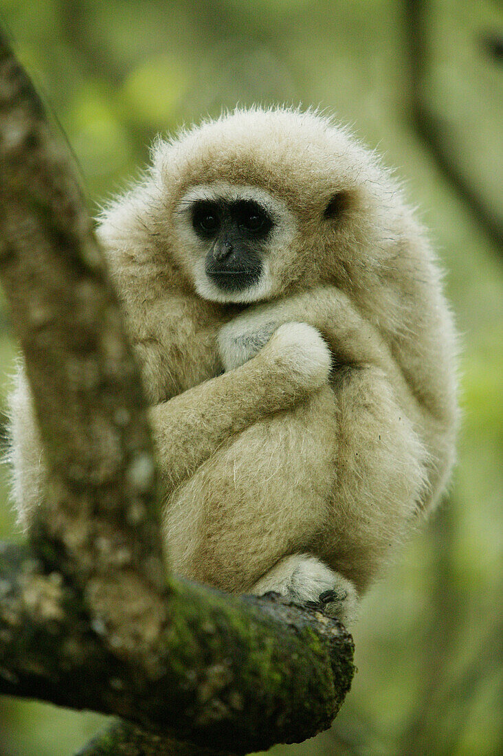 Gibbon, Monkeyland Monkey park near Plettenberg, Garden Route, Western Cape, South Africa