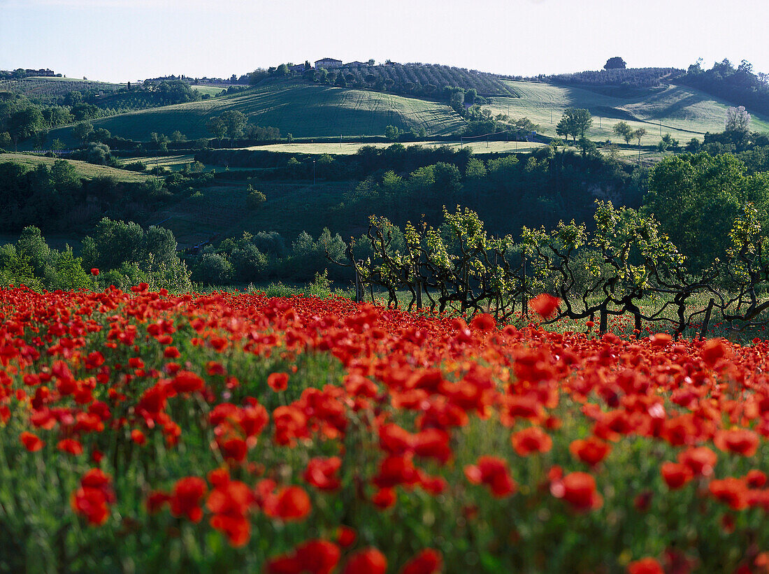 Blick uber ein Mohnfeld auf Weinberg, Chianti, Toskana, Italien