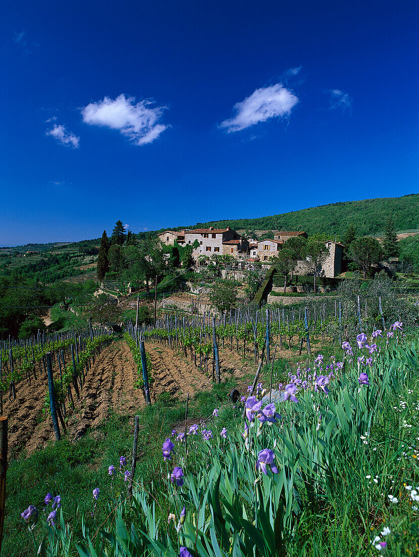 Irise auf einem Feld, Chianti, Toskana, Italien