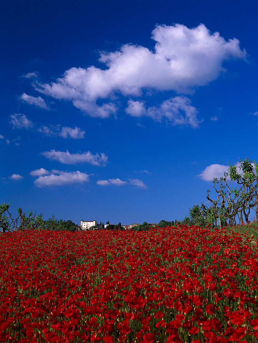 Mohnfeld, Chianti, Toskana, Italien