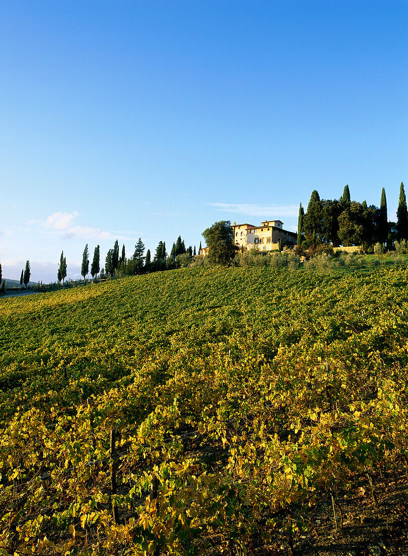 Weinberge, Kellerei, in der Nähe von Greve, Chianti, Toskana, Italien