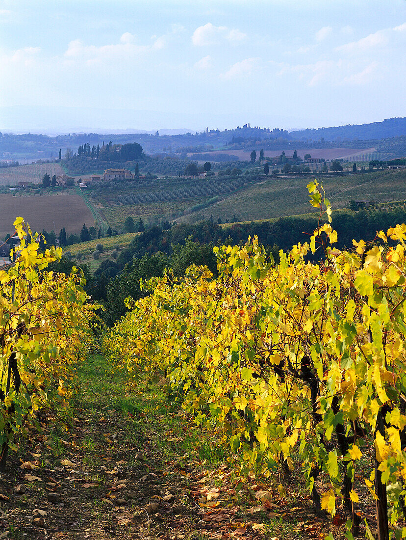 Vineyards, Chianti, Tuscany, Italy