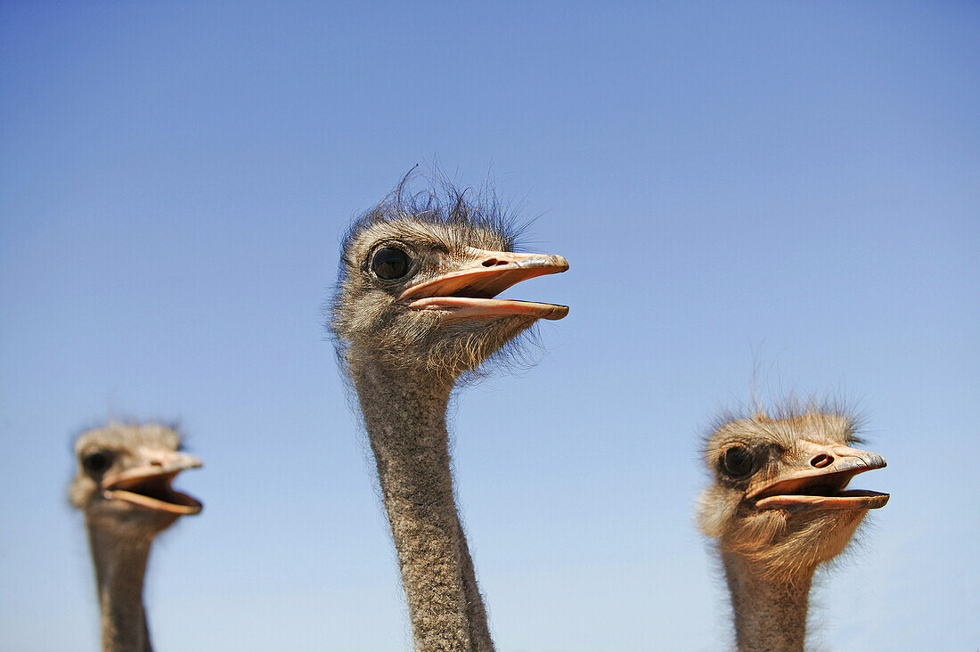 Ostriches at an ostrich farm near Oudtshoorn, Western Cape, South Africa, Africa