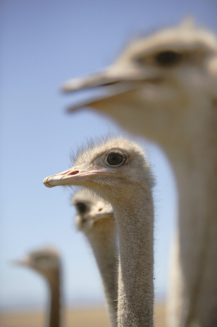 Ostriches at an ostrich farm near Oudtshoorn, Western Cape, South Africa, Africa