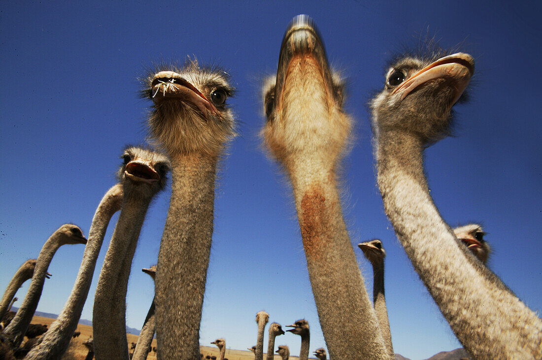 Ostriches near Oudtshoorn, West Cape, South Africa