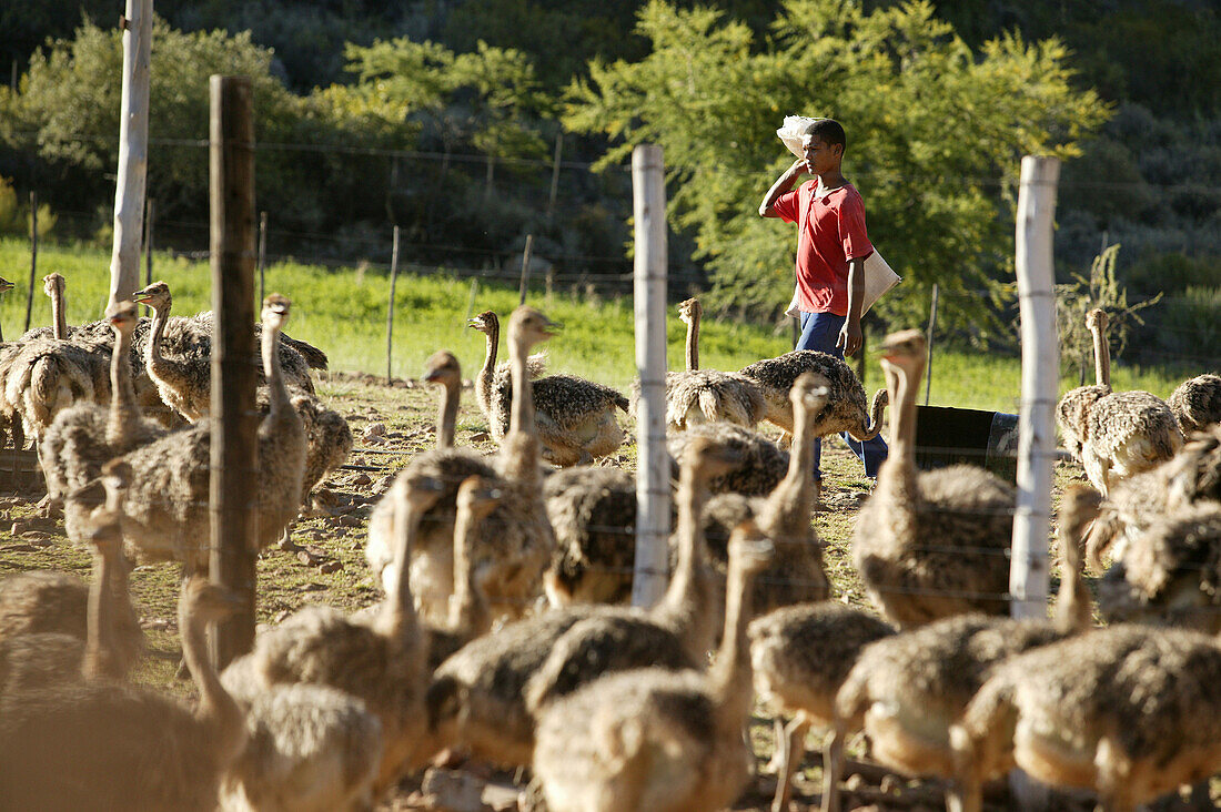 Farm worker with ostriches near Oudtshoorn, Western Cape, South Africa, Africa