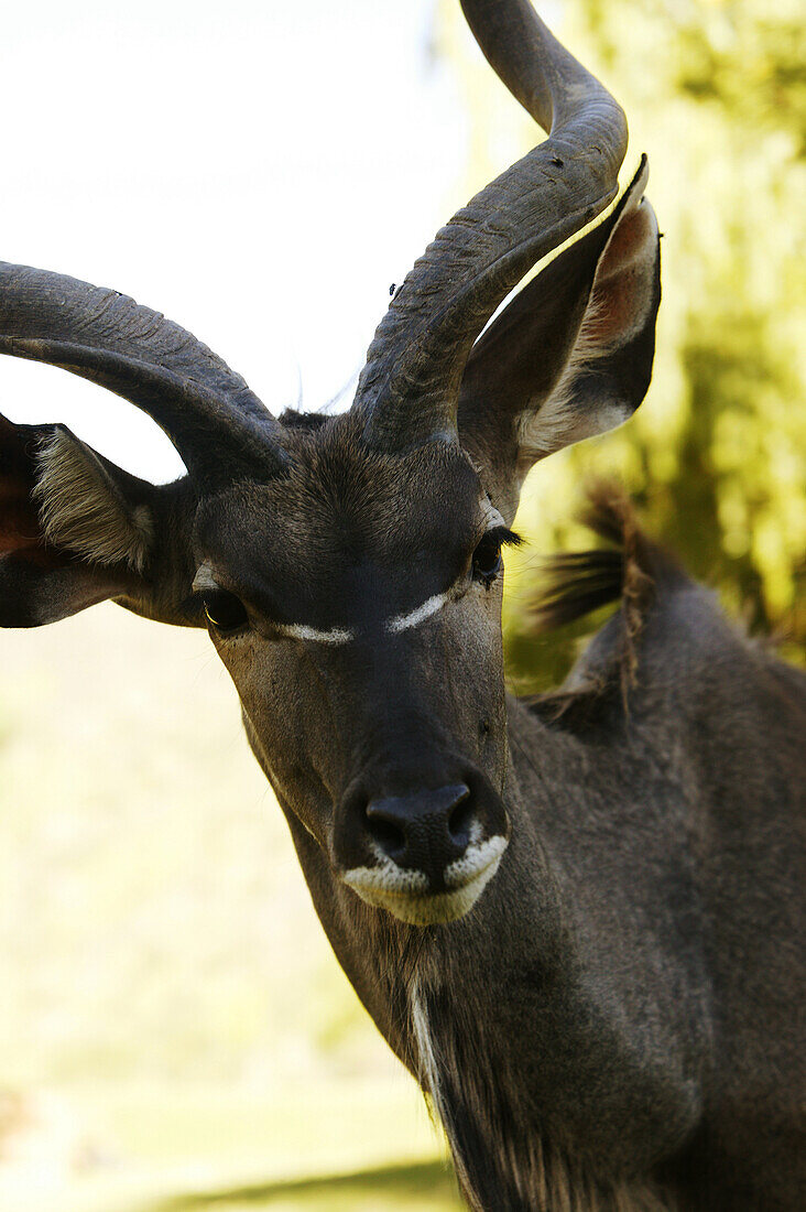 Nahaufnahme von einer Kudu Antilope, Tierheim in der Nähe von Oudtshoorn, Westkap, Südafrika, Afrika