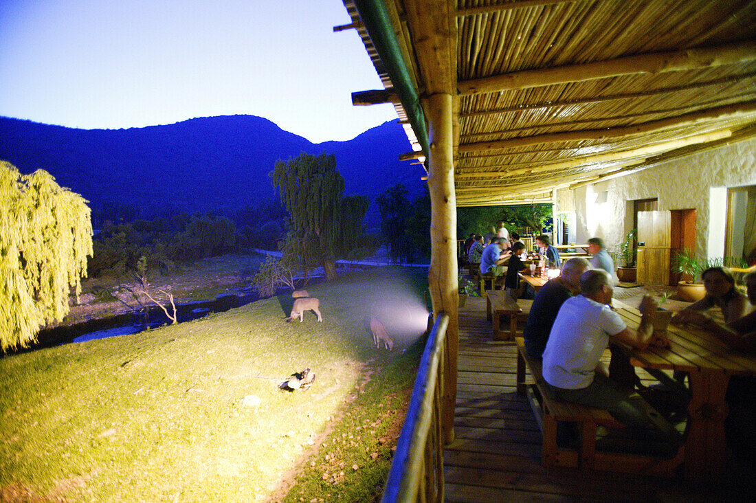 Restaurant de oude meul, Ostrich farm near Oudtshoorn, Western Cape, South Africa, Africa