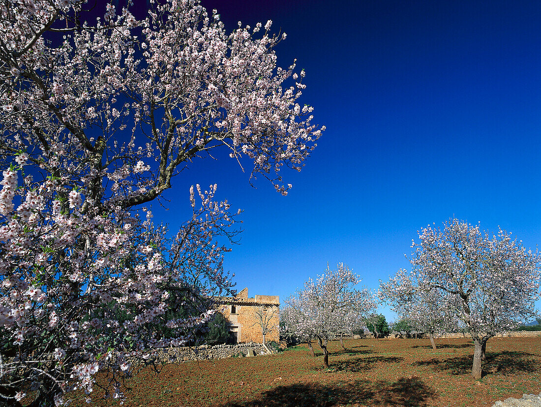 Almond Blossom near Santanyi, Majorca Spanien