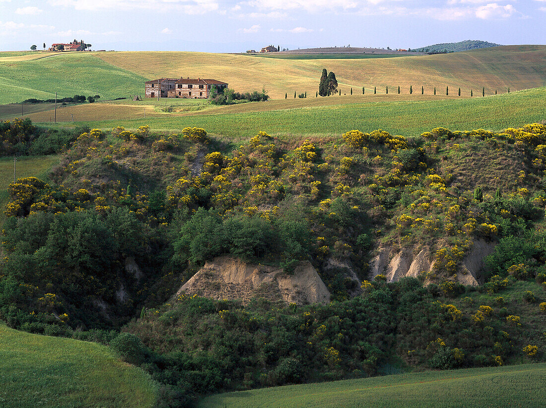 Typical Landscape, Spring, near Pienza Italy