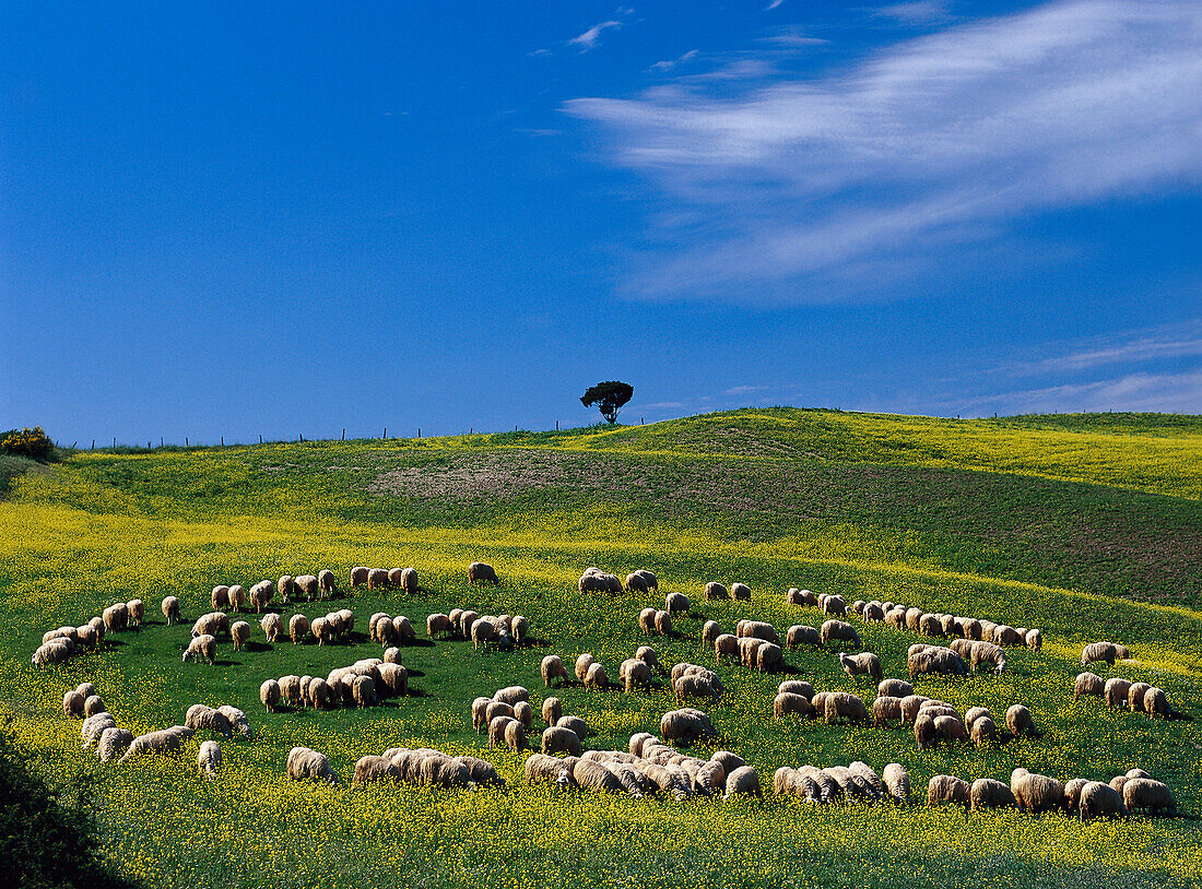 Schafherde in der nähe von Pienza, Toscana, Italien