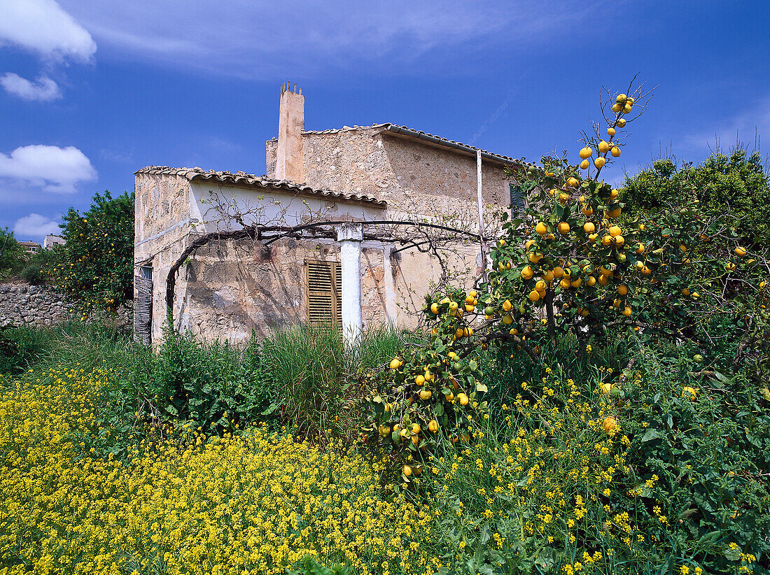 House, Spring, near Sineu Majorca, Spain