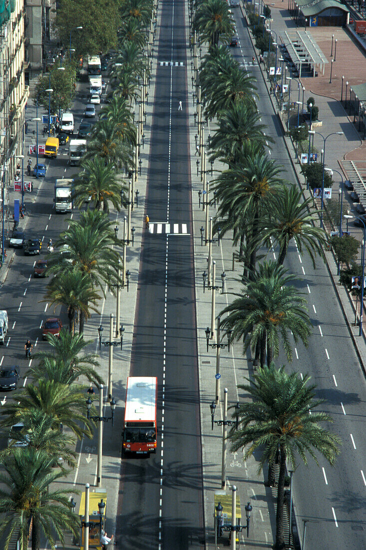 High angle view at street with palm trees, Passeig de Colom, Barcelona, Spain, Europe