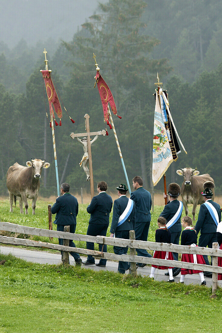 Kühe bestaunen Bruderweihe an der Wieskirche, Steingaden, Bayern, Deutschland