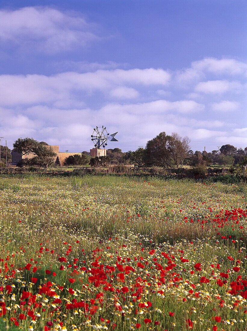 Wind turbine and poppy seed meadow, near Colonia de Sant Jordi, Majorca, Spain