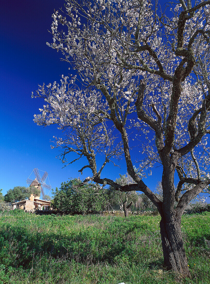 Almond tree in blossom, wind turbine in the background, Santanyi, Majorca, Spain