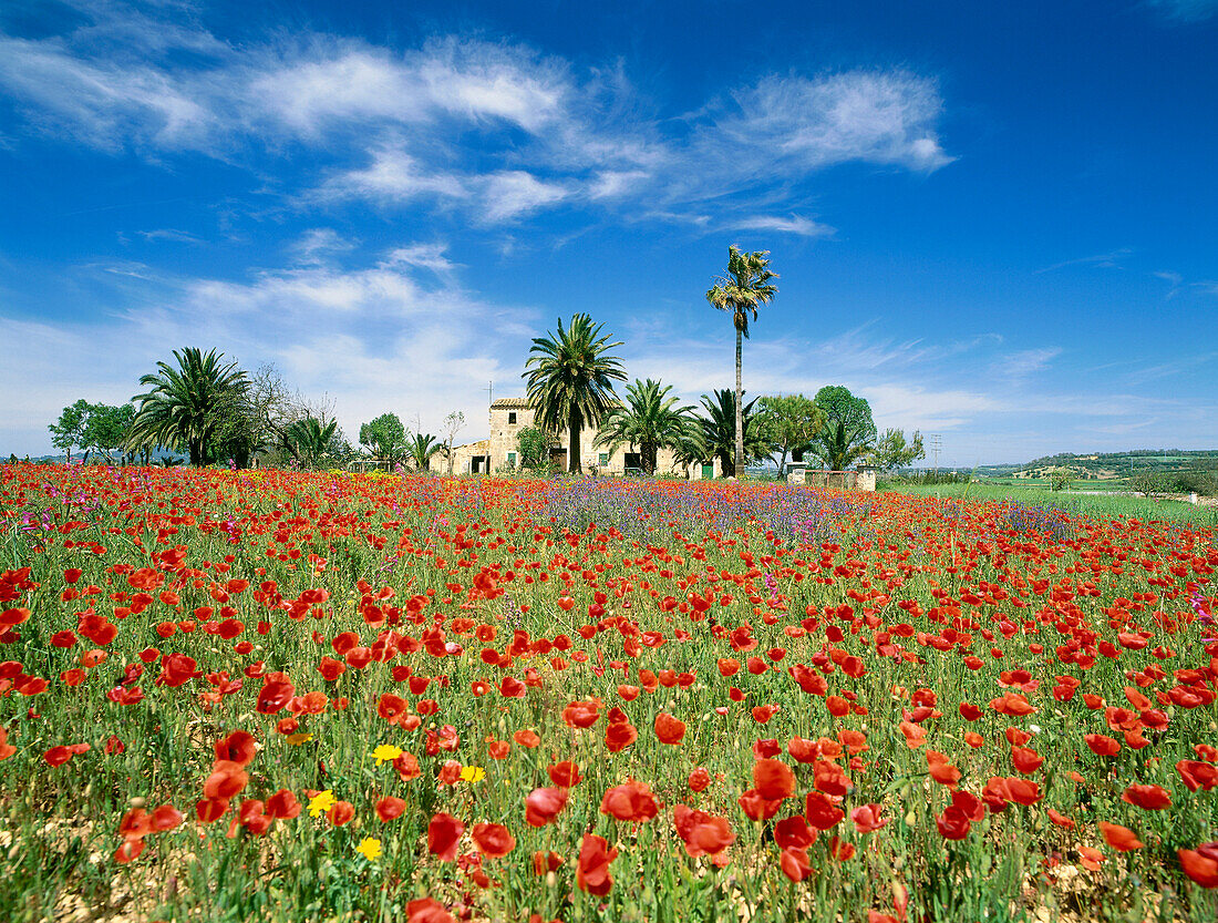 Hof und Mohnwiese in der Nähe von Manacor, Mallorca, Balearen, Spanien