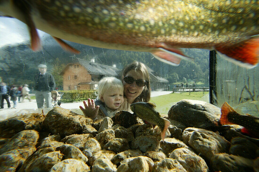 Mutter mit Kind hinter Aquarium, Forellen im Aquarium, Restaurant, St. Bartholomä am, Königssee, Berchtesgaden, Bayern, Deutschland