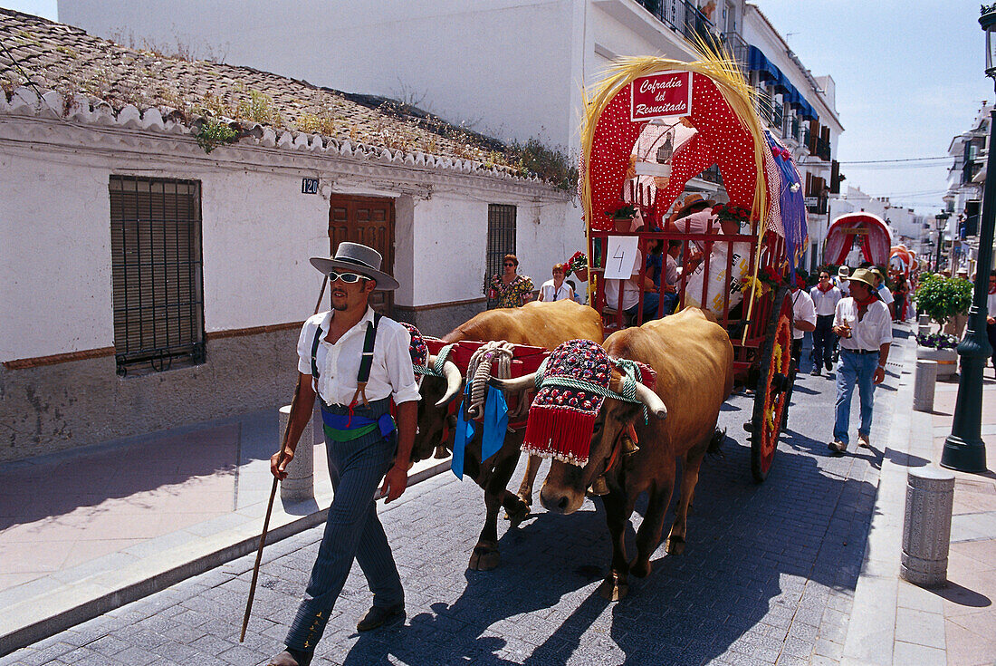 Pilgrim with oxcart on a sunlit street, Romeria de San Isidro, Nerja, Costa del Sol, Malaga province, Andalusia, Spain, Europe