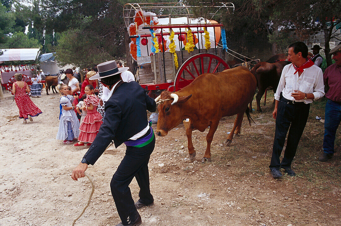 Pilgrim with oxen and oxcart, Romeria de San Isidro, Nerja, Costa del Sol, Malaga province, Andalusia, Spain, Europe