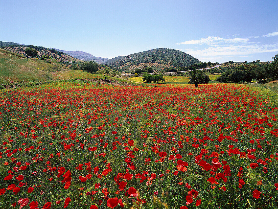Poppies and idyllic hilly landscape, Puerto Lopez, Provinz Granada, Andalusia, Spain, Europe