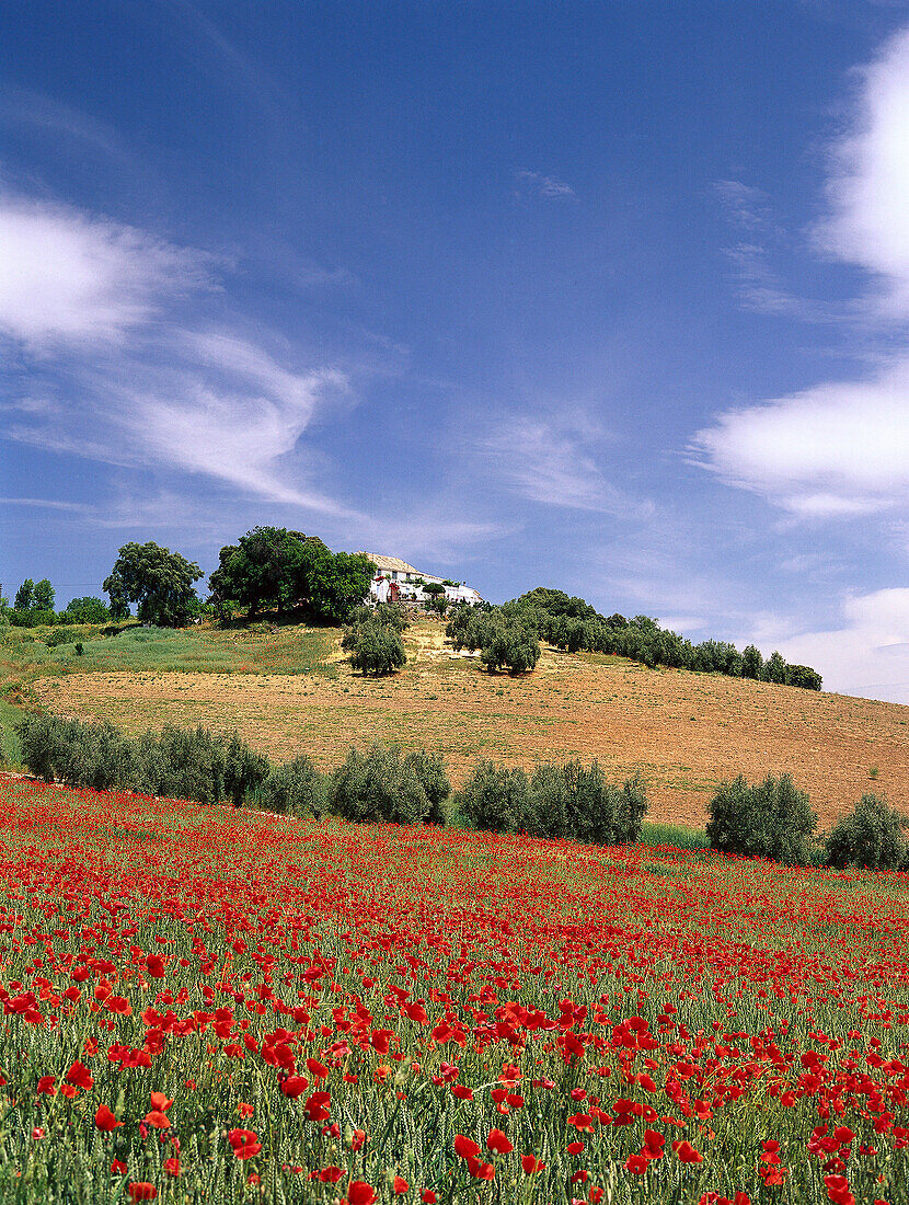 Mohnblumen, idyllische Hügellandschaft und das Dorf Montefrio, Provinz Granada, Andalusien, Spanien, Europa