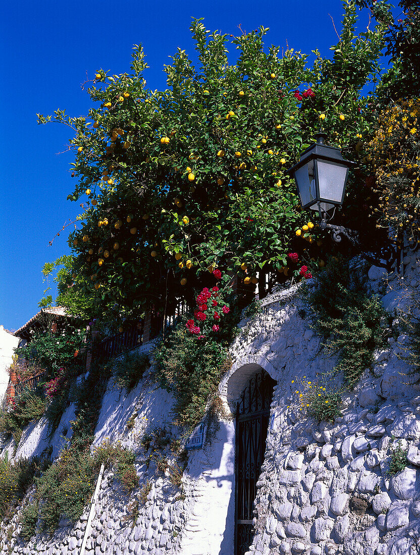 Zitronenbaum über einem Tor in der Mauer, Albaicin, Granada, Andalusien, Spanien, Europa