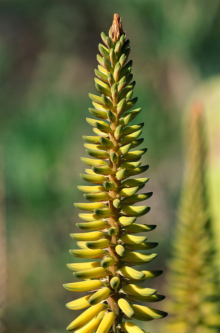 Aloe Vera, Medical plant, La Gomera, Kanarische Inseln, Spanien