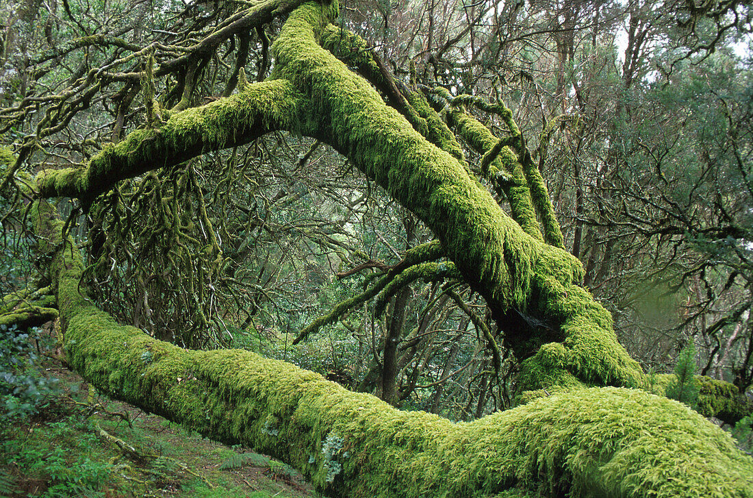 Laurel forest, Bosque del Cedro, National park Garajonay, La Gomera, Canary Islands, Spain