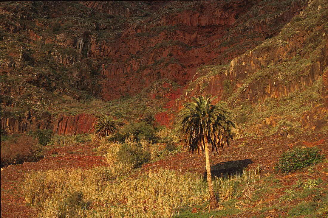 Palm tree in front of the rock wall, Terassierung, Agulo, La Gomera, Canary Islands, Spain