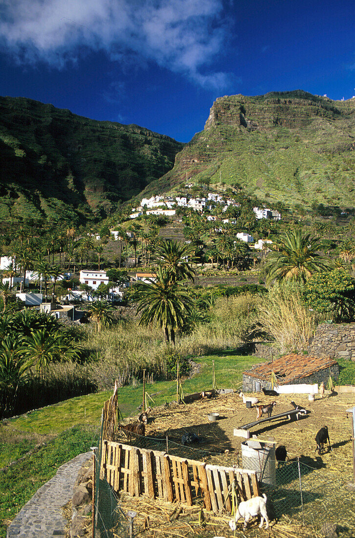 Lomo de Balo, Valle Gran Rey, La Gomera, Canary Islands, Spain