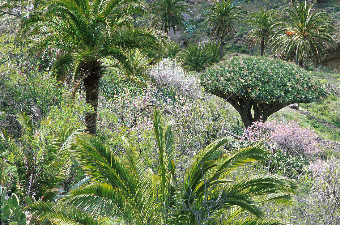 Drachenbaum von Agalan, bei Alajero´-Mandelblüte La Gomera, Kanarische Inseln