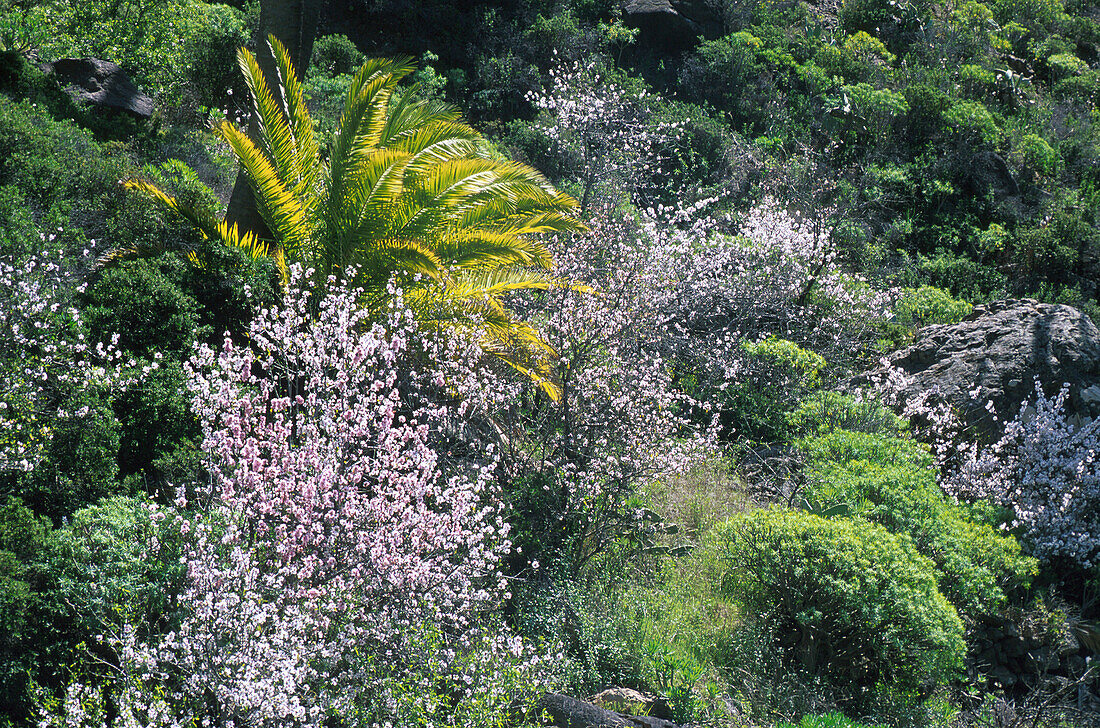 Palm trees and almond blossom near Lodel Gato, La Gomera, Canary Islands, Spain