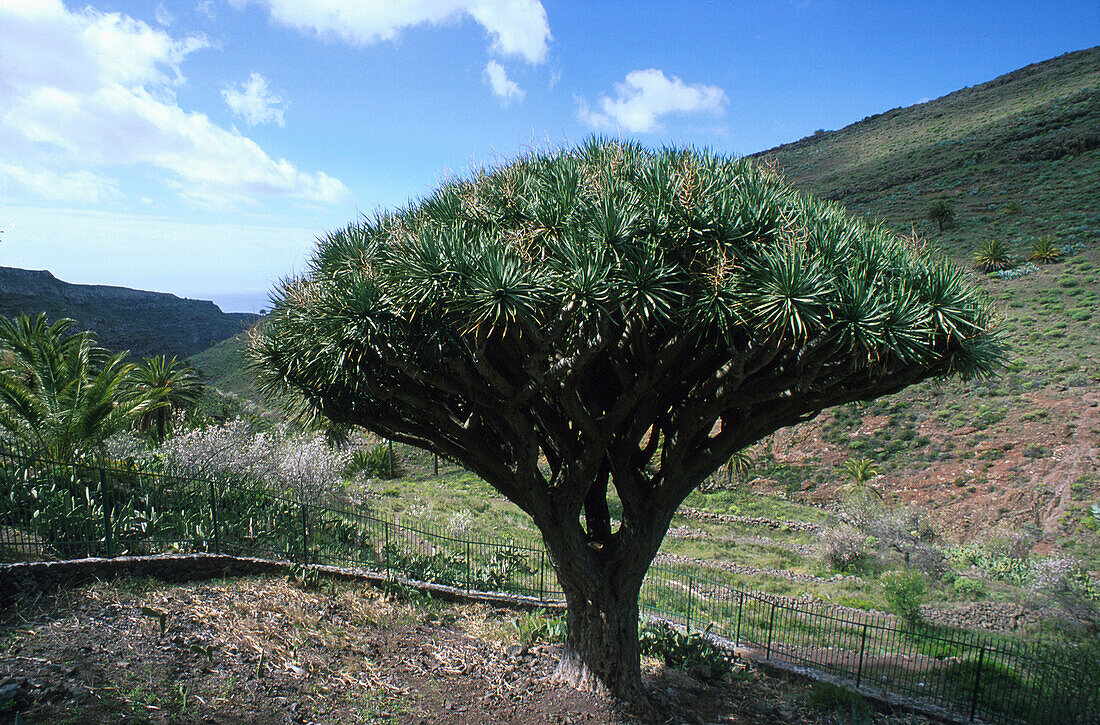 Drachenbaum v. Agalan, bei Alajero, La Gomera Kanarische Inseln