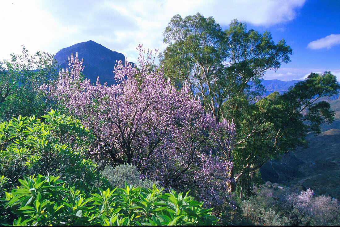Mandelblüte bei Tejeda, Gran Canaria, Kanarische Inseln, Spanien