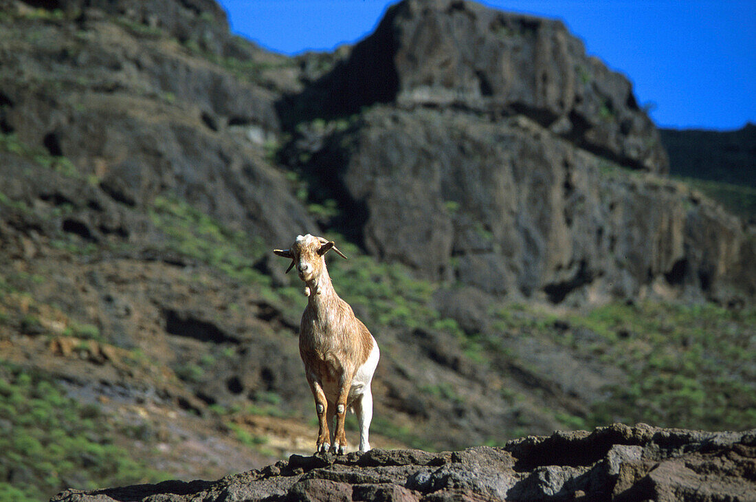 Ziege, Tifaraca, Bergland, Gran Canaria, Kanarische Inseln Spanien