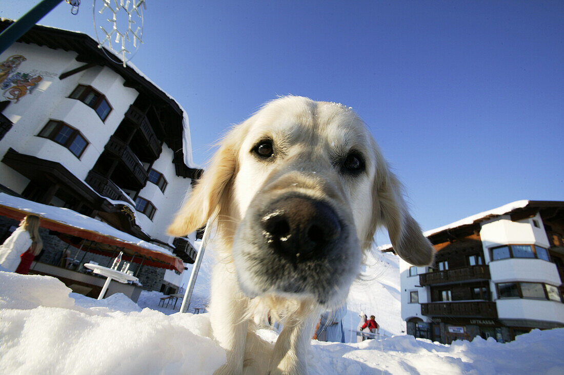 Playful dog, Kuehtai, Tyrol, Austria