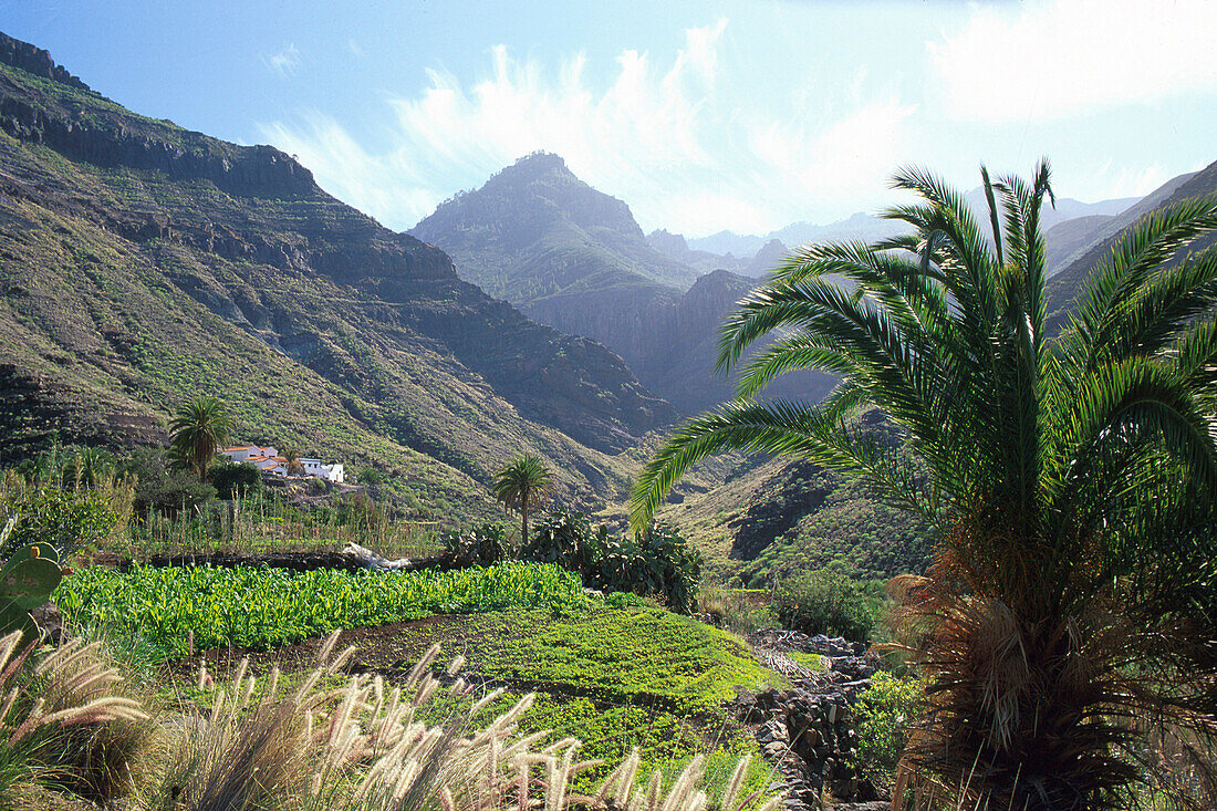 Palms in the valley of El Risco near Agaete, Gran Canaria, Canary Islands, Spain
