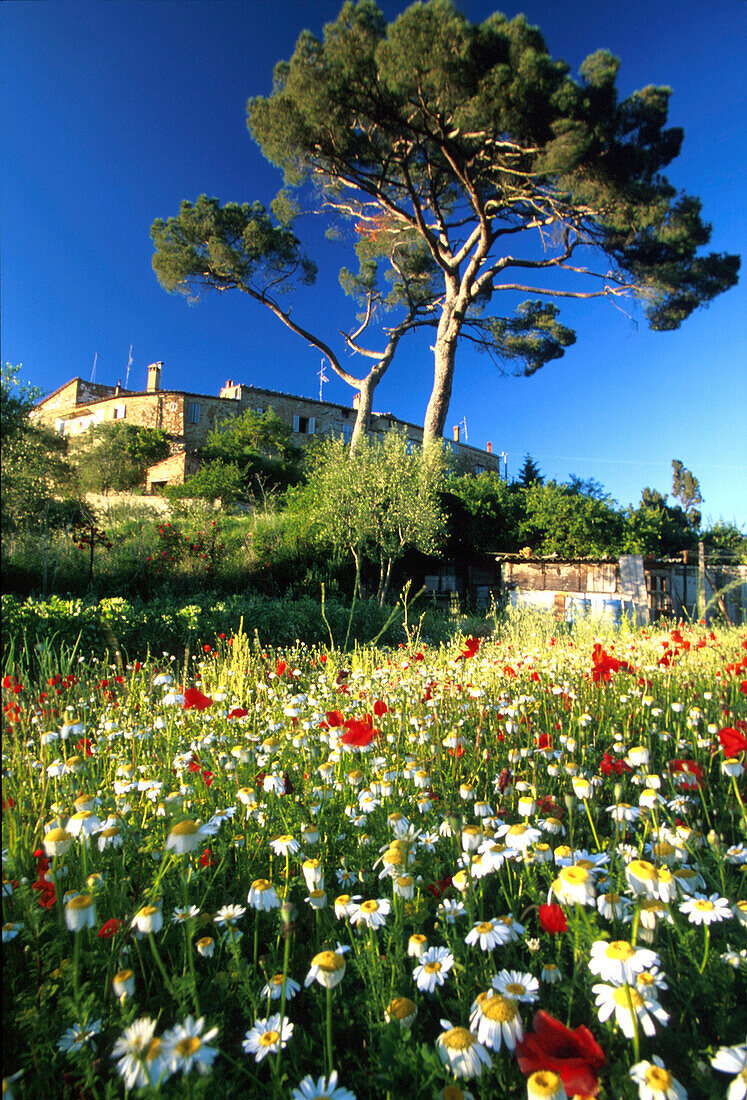 Flower meadow with marguerites and poppies, Murlo, Siena, Tuscany, Italy