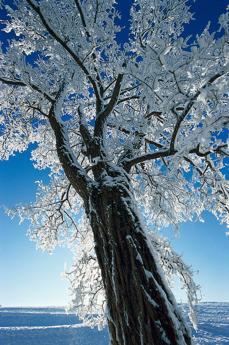 Tree covered with snow