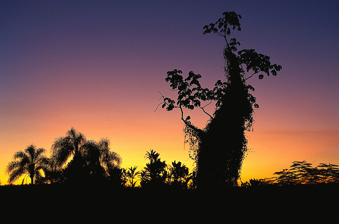 Silhouette von Bäumen bei Sonnenuntergang, Misiones, Argentinien, Südamerika, Amerika