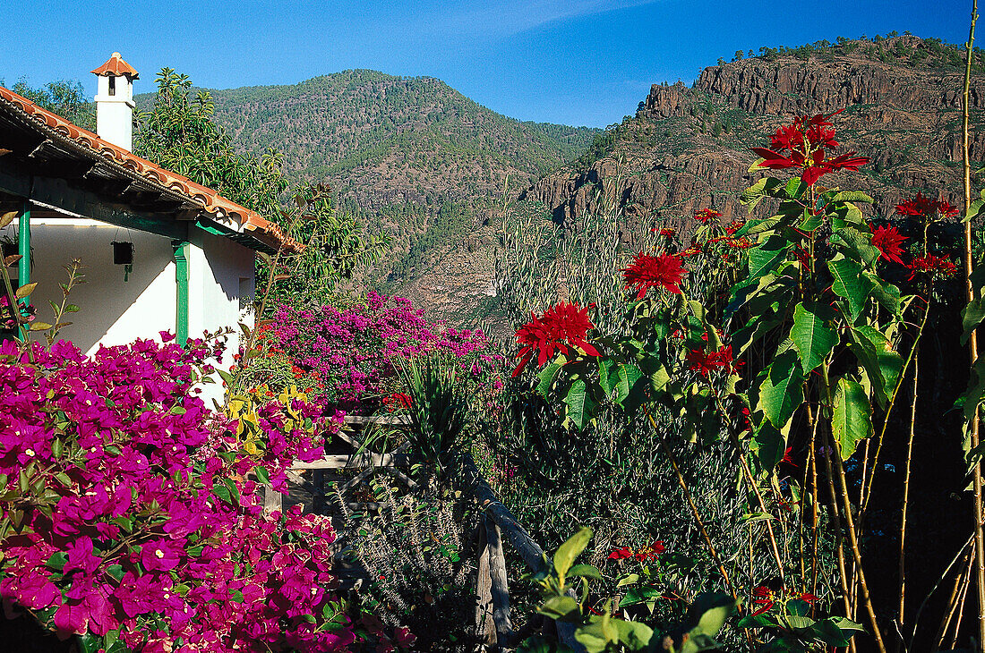 Bougainvillea, Casa de la Marquésa, Tirma Artenara, Gran Canaria, Kanarische Inseln, Spanien