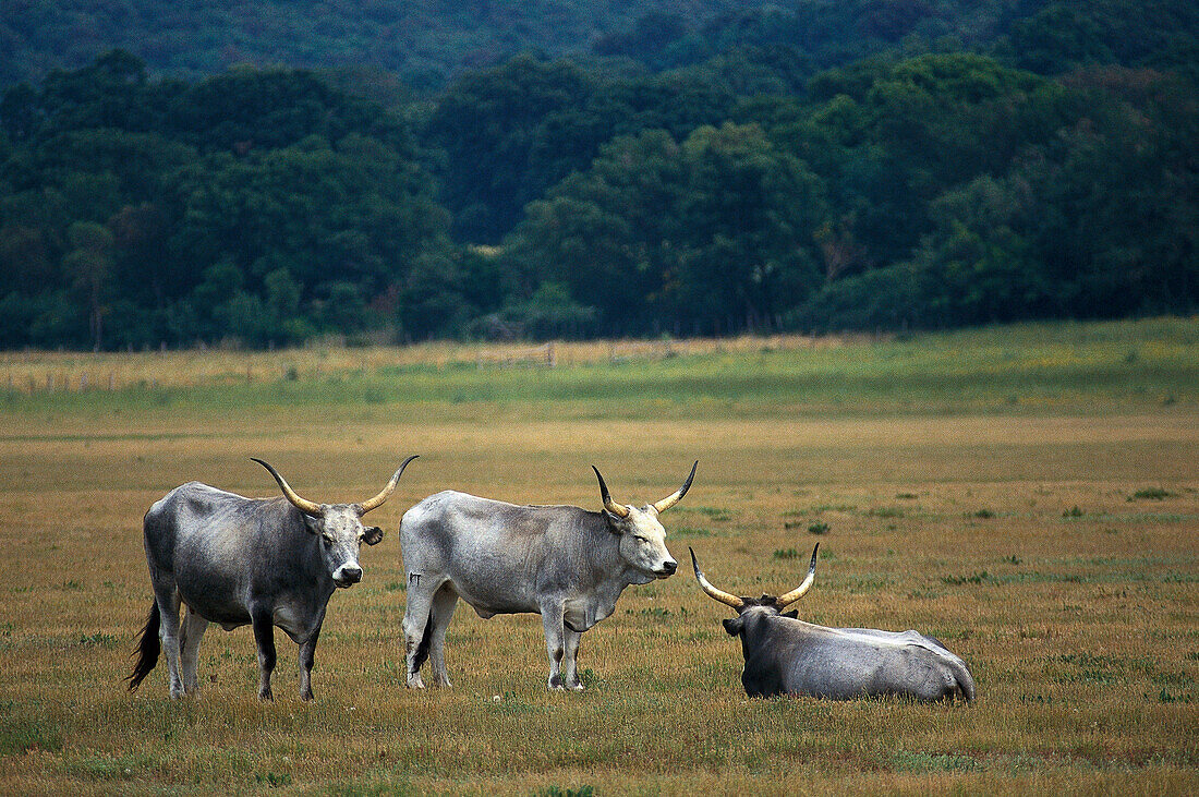 Cattle,  Wildlifepark Maremma, Parco Naturale di Maremma, Tuscany, Italy