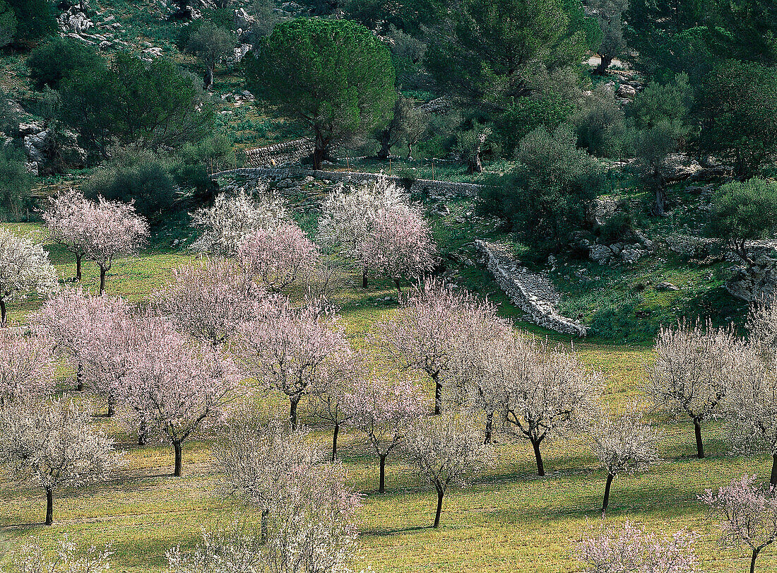 Almond trees in blossom, Serra de Tramuntana, Mallorca, Spain