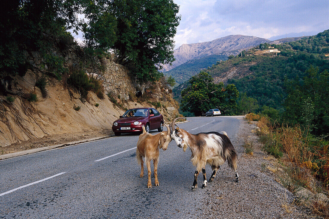 Zwei stoßende Ziegen an der Bergstraße bei Evisa, Korsika, Frankreich